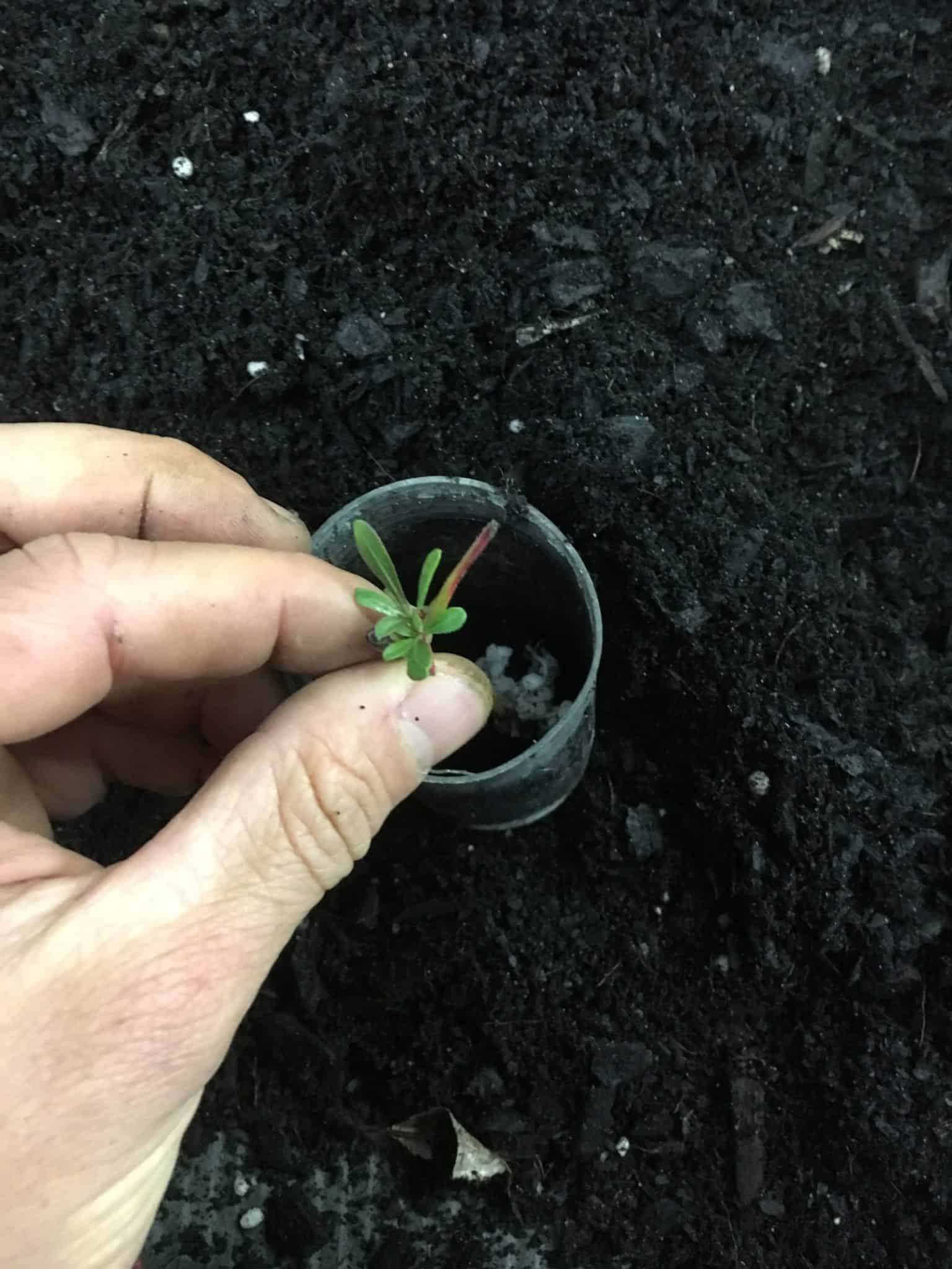 How To Propagate Gaura Lindheimeri Butterfly Bush