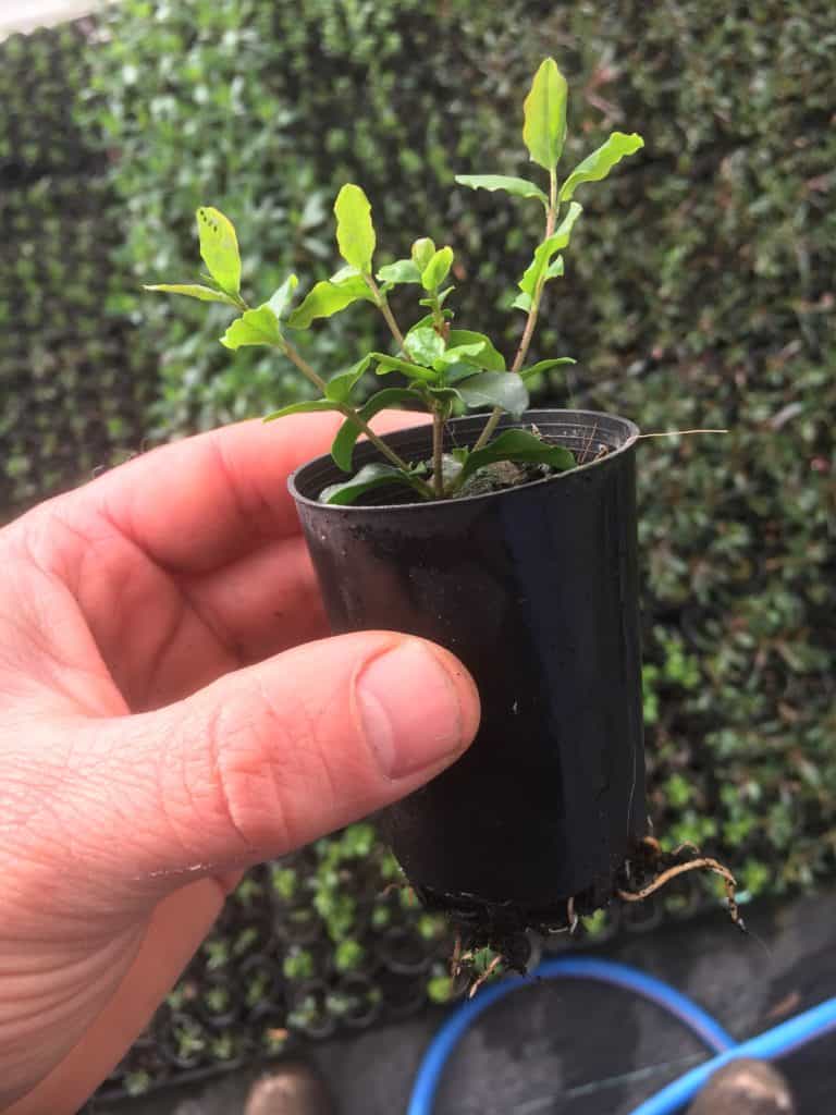 Propagate ligustrum-box leaf privet