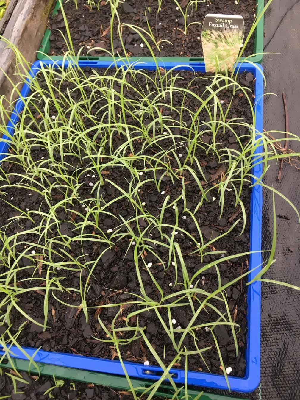 Fountain Grass Propagation – Everydaywits