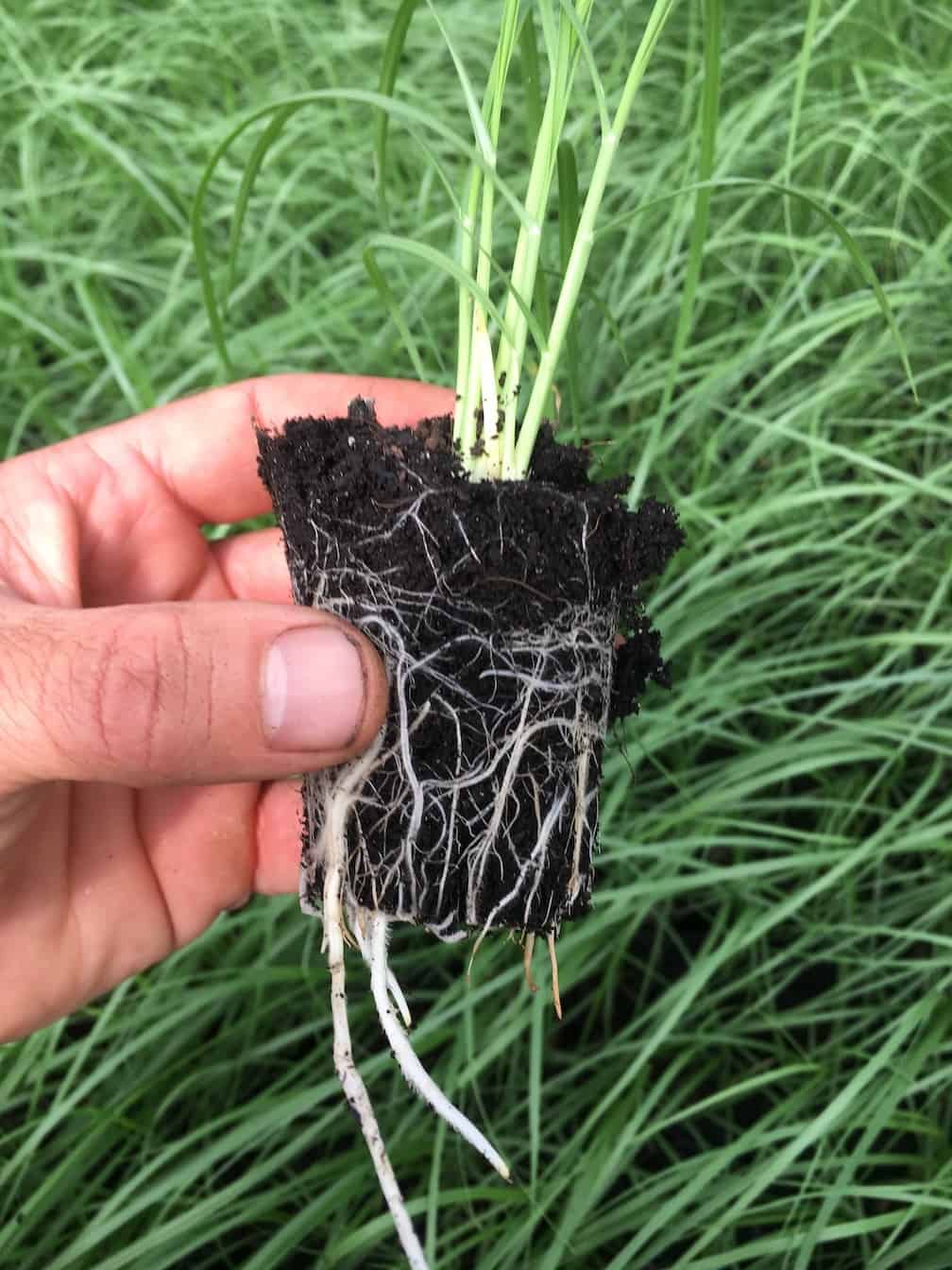 Fountain Grass Propagation – Everydaywits